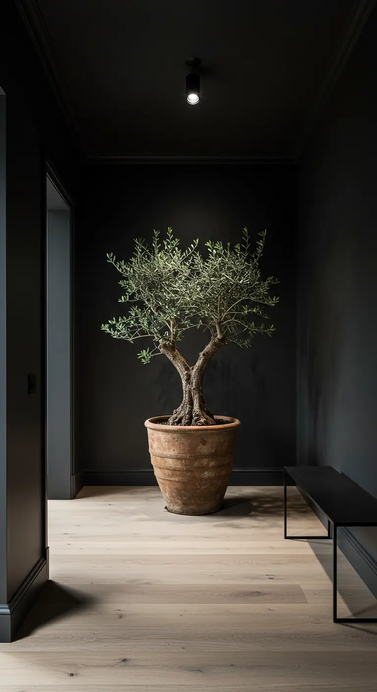 Entrada minimalista con paredes negras, suelo de madera clara y un gran olivo en maceta.