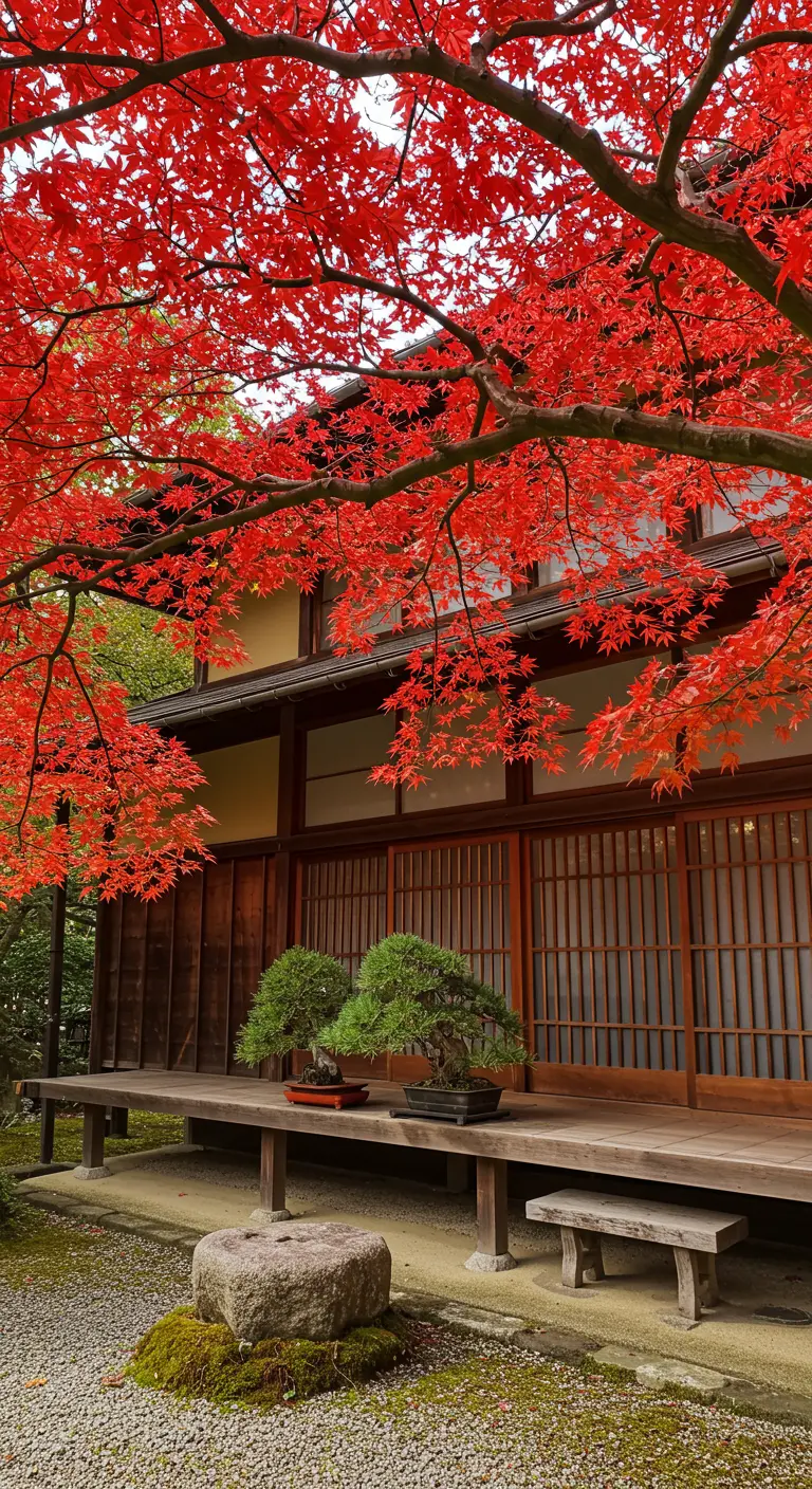 Porche de madera con dos bonsáis bajo las ramas de un espectacular arce japonés rojo.